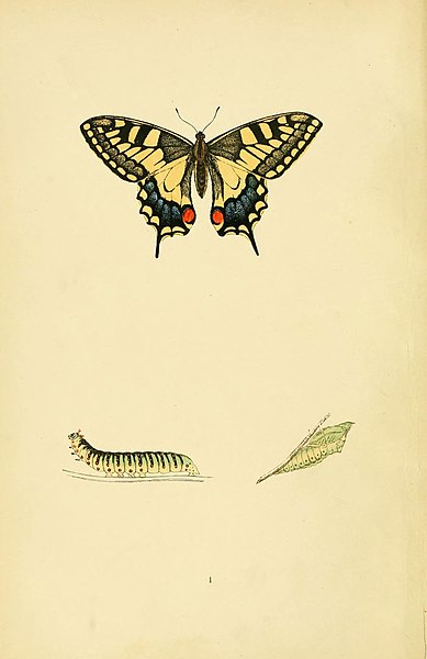File:A history of British butterflies (6073599266).jpg