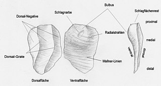 Der Schlagbuckel (Bulbus) ents