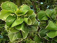 kalakalaʻāpusi lau lanumata mo e fāʻū