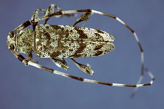 Acanthocinus obsoletus