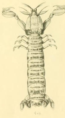 Acanthosquilla multifasciata (Вуд-Масон 1895) .png