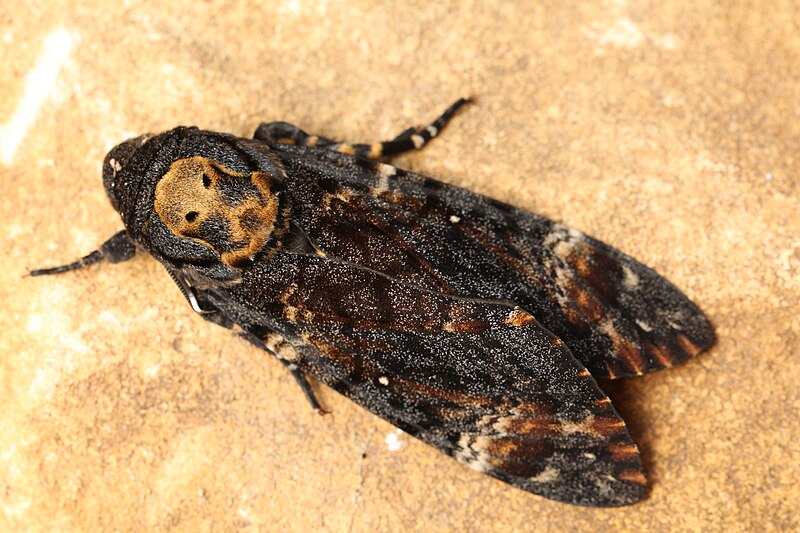 File:Acherontia atropos (29531108221).jpg