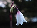 Acis autumnalis flower