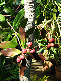 Thumbnail for Acokanthera oblongifolia
