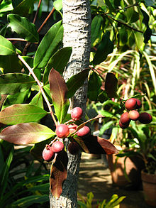 Acokanthera oblongifolia (плоды) 01.JPG