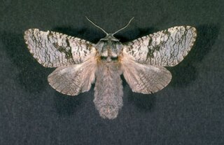 <i>Acossus</i> Genus of moths