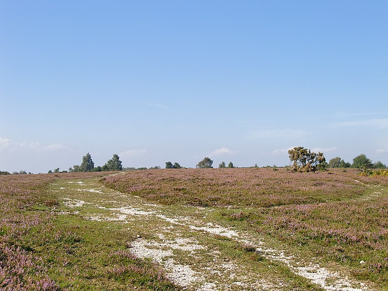 File:Acres Down, looking north - geograph.org.uk - 2584587.jpg