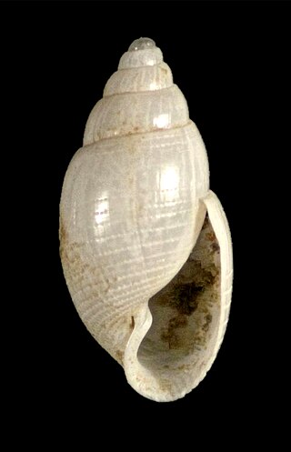 <i>Acteon exiguus</i> Species of marine gastropod