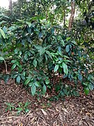 Habit