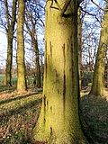 Thumbnail for Acute oak decline