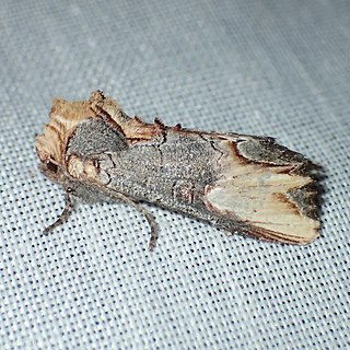 <i>Admetovis similaris</i> Species of moth