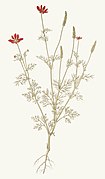 Adonis flammea - Florae Austriaceae, vol. 4, Tab. 355.jpg