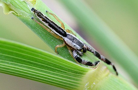 Adult male Marpissa pikei dorsal.jpg