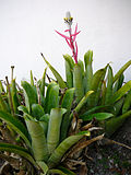 Vignette pour Aechmea bromeliifolia