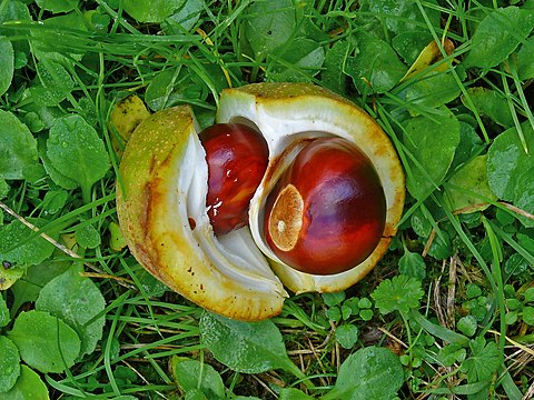 Fruit with buckeyes/chestnuts