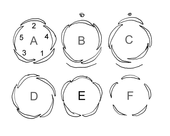 Forms of aestivation, sketch A: quintuscial Aestivation.png