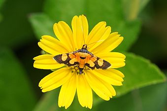 Aethaloessa calidalis (Grass moths)