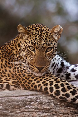 African Leopard in Zambia Photograph: User:Snowmanstudios