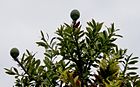 Agathis australis foliage and cones.jpg