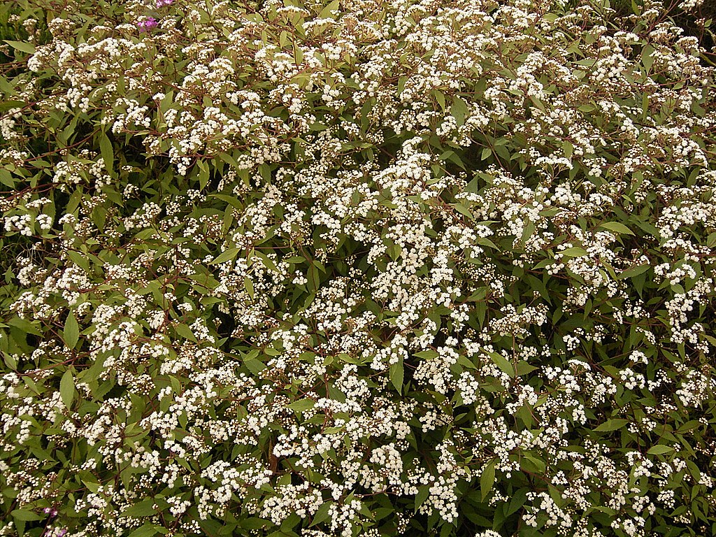 Ageratina riparia (Barlovento) 01 ies.jpg