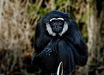 Vorschaubild für Schwarzhandgibbon