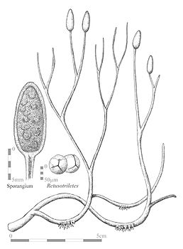 Схематичне зображення спорофіту Aglaophyton