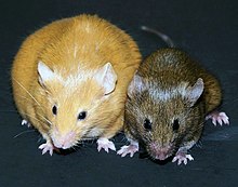 These mice are genetically identical despite looking phenotypically different. The mouse on the left's mother was fed Bisphenol A (BPA) with a normal mouse diet and the mouse on the right's mother was fed BPA with a methyl-rich diet. The left mouse is yellow and obese, while the right mouse is brown and healthy. Agouti Mice.jpg