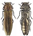 Agrilus integerrimus