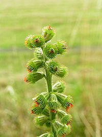 the hooked, burr-like seed heads, helping dispersal as they attach to passing animals Agrimonia eupatoria02.jpg