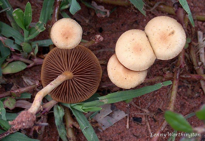 File:Agrocybe pediades (Fr.) Fayod (19866324589).jpg