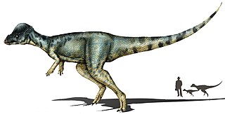 <i>Alaskacephale</i> Extinct genus of dinosaurs