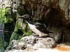 Razorbill