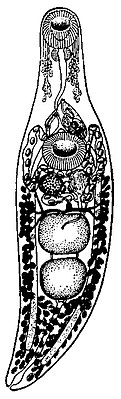 Рисунок мариты из первоописания вида Allocreadium isoporum