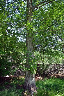 Stofn og blöð Alnus incana subsp. hirsuta