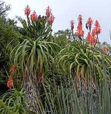 Aloe pluridens (3) .jpg