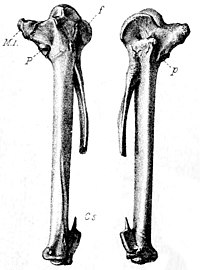 Alopochen Mauritianus