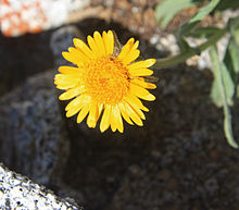 Alpengold Hulsea algida close flower.jpg