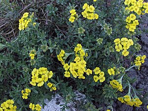 Alyssum murale a1.jpg