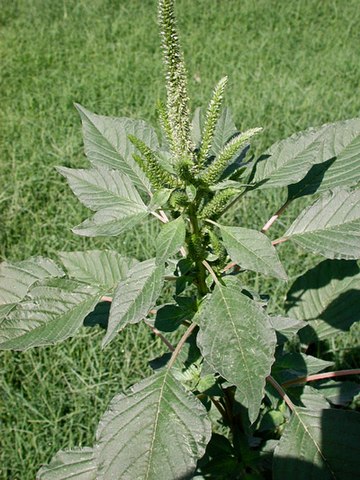 Résistance aux herbicides