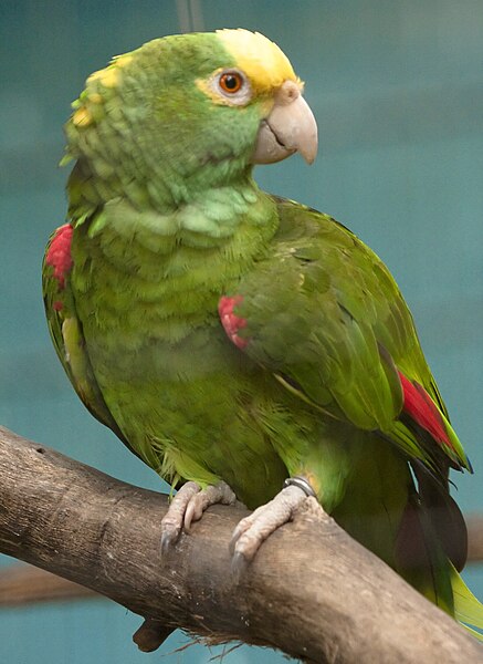 File:Amazona ochrocephala -Jurong Bird Park-8a.jpg