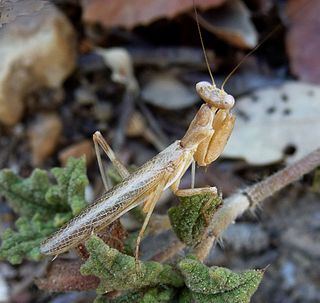 Amelidae Family of praying mantises