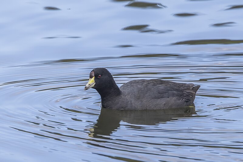 File:American coot (Fulica americana columbiana) Cundinamarca.jpg