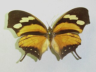 <i>Consul</i> (butterfly) genus of insects