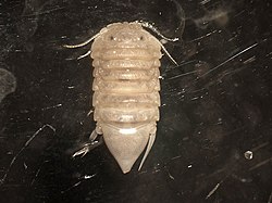 Ancinus depressus thorn isopod.jpg