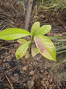 Aniba rosaeodora - lauraceae - pau rosa, palo de rosa..JPG