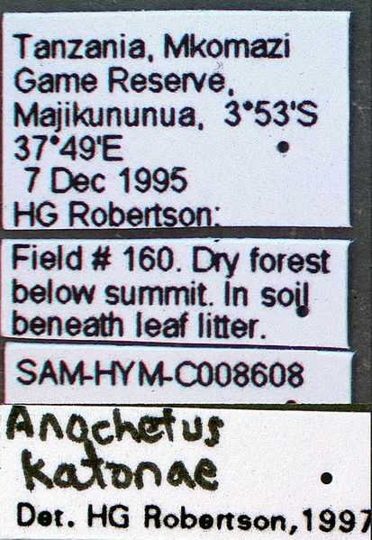 File:Anochetus katonae sam-hym-c008608a label 1.jpg