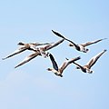 * Nomination Flying Geese in Lower Bavaria. --SimonWaldherr 11:11, 23 June 2018 (UTC) * Decline  Oppose Nice and difficult shot. But: unsharp, oversharpened, overexposed, CAs. IMO not a QI. --Basotxerri 12:38, 23 June 2018 (UTC)