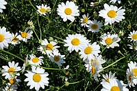 Anthemis maritima