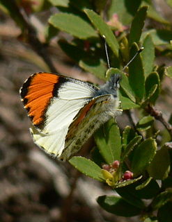 <i>Anthocharis sara</i> Species of butterfly
