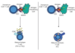 Thumbnail for Antigen presentation